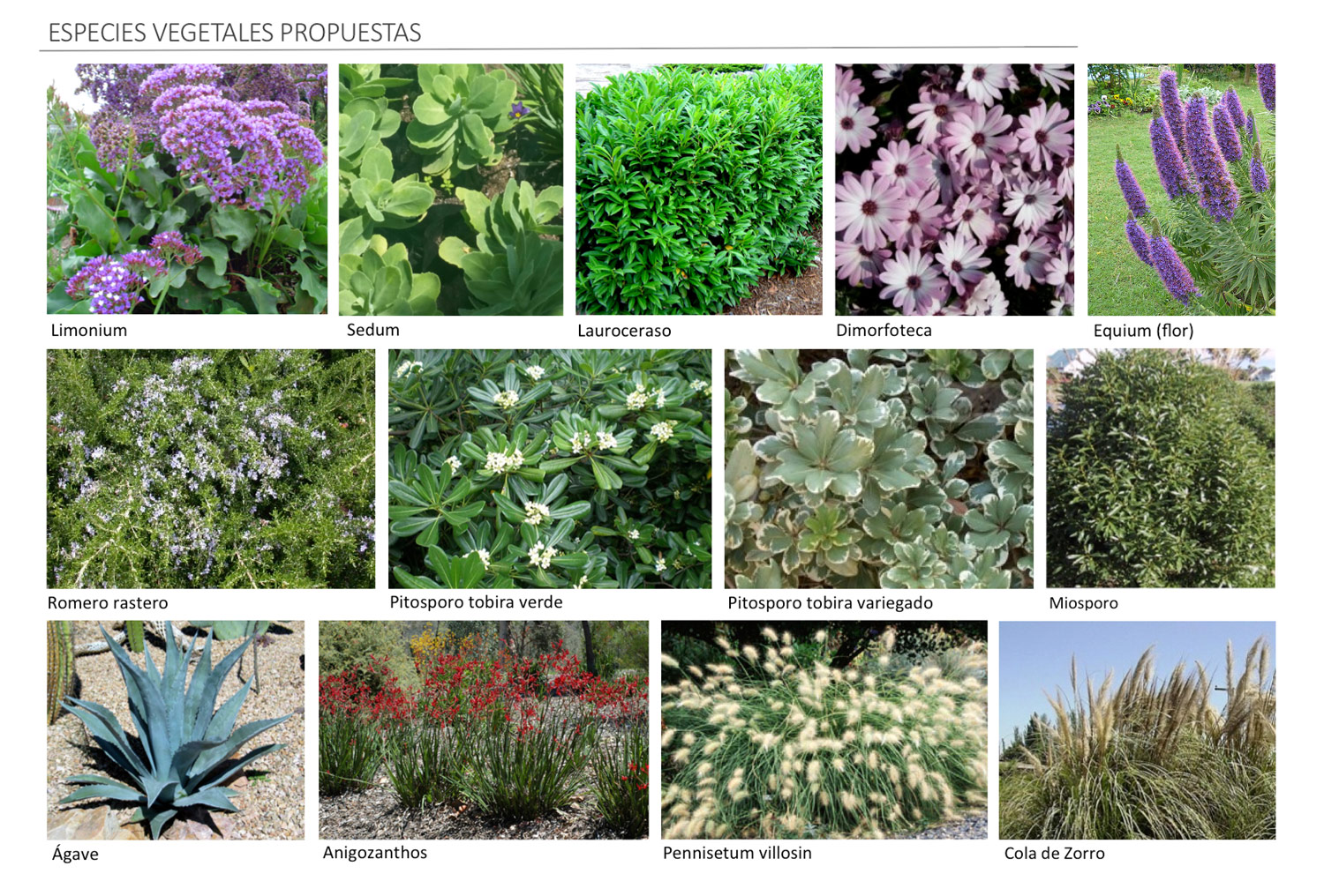 Especies-Vegetales-Propuestas