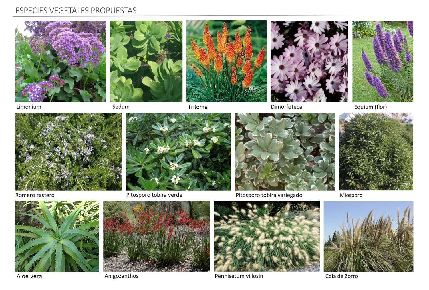 Especies-Vegetales-Propuestas2