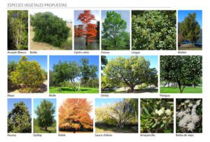 especies-vegetales-propuestas-1