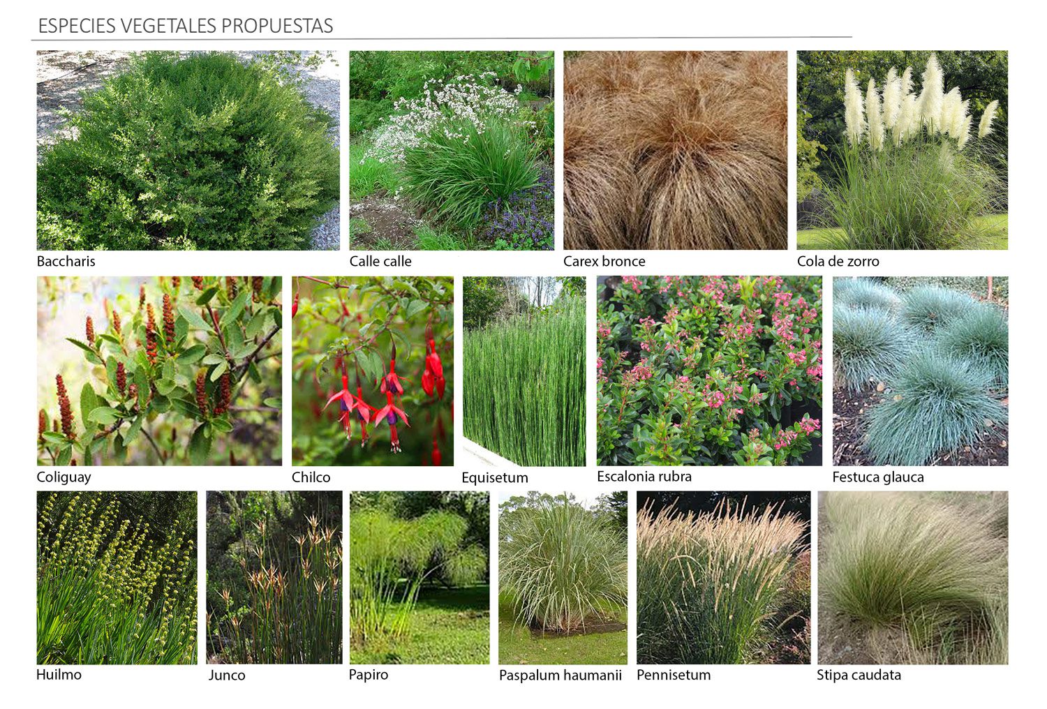 especies-vegetales-propuestas-2